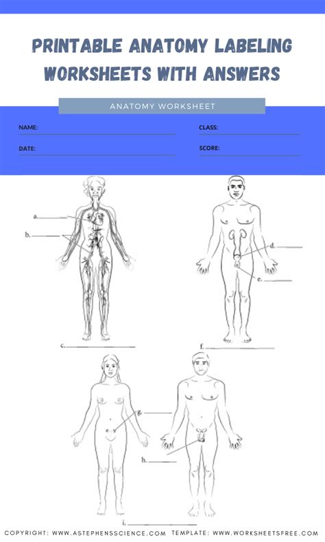 Online Anatomy Labeling Exercises