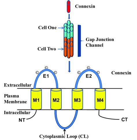 Topological Model Of A Single Connexin Cx Protein Gap Junctions