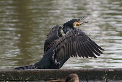 Great Cormorant Tony Keene Birds