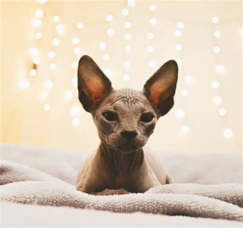 8,000+ Hairless Kittens Stock Photos, Pictures & Royalty-Free Images ...