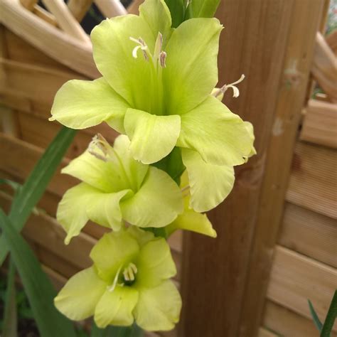 Gladiolus Green Star Gladioli Green Star Large Flowered In