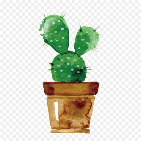 Cactaceae Pintura Em Aquarela Desenho Png Transparente Gr Tis