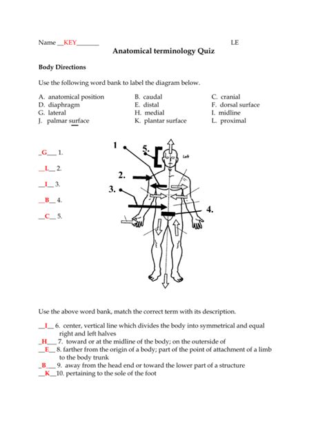 Directional Terms Anatomy Practice Quiz