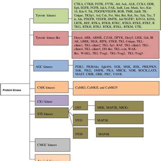 Flow chart of protein kinase their types and subclasses | Download ...