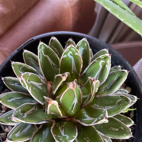 Why Are There Brown Spots On My Queen Victoria Agave Leaves