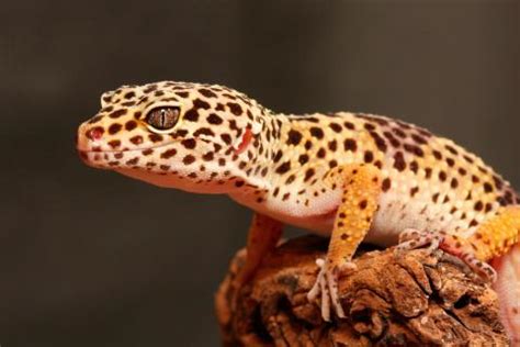 Gecko Leopardo Caracter Sticas Y Comportamiento Mascotas Ex Ticas