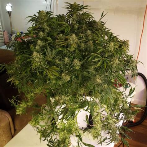 Mephisto Genetics Bears Og Grow Diary Journal Harvest By Hexus