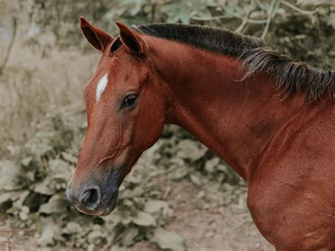 Sonhar Cavalo Marrom O Que Significa Este Sonho