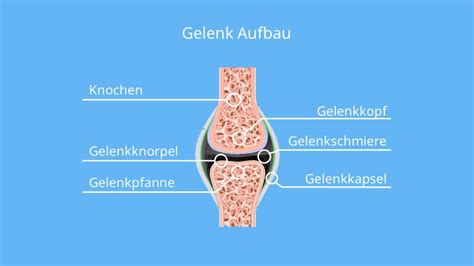 Gelenktypen Einfach Erkl Rt Aufbau Und Beispiele Mit Video