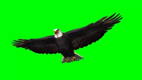 eagle gliding 1 - green screen Stock Footage Video (100% Royalty-free) 8769295 | Shutterstock