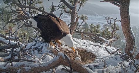 Nature Talk Big Bear Lake S Magnificent Bald Eagles Chirp Nature Center