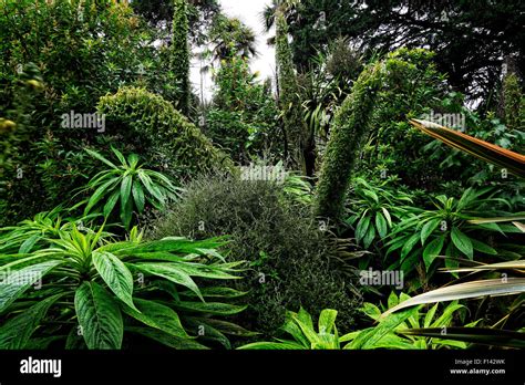 Ventnor Botanic Gardens Isle Of Wight Stock Photos Ventnor Botanic