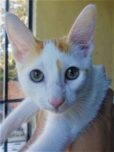 17 Beautiful Animals With Heterochromia (Photos) Two Colored Eyes, Warrior Cat Oc, Cat Love ...