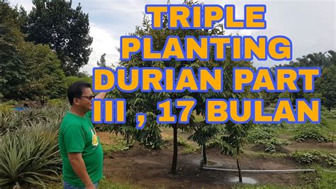 Triple Planting Pohon Durian Part Iii Youtube