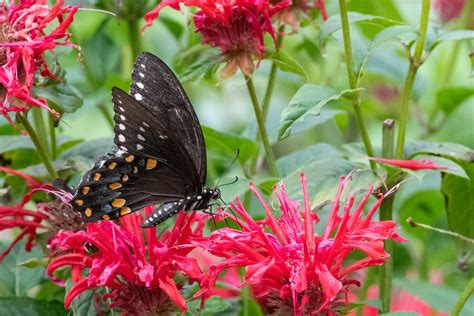 Spicebush Swallowtail Butterfly Lowell Mi Vaughn Morrison Flickr