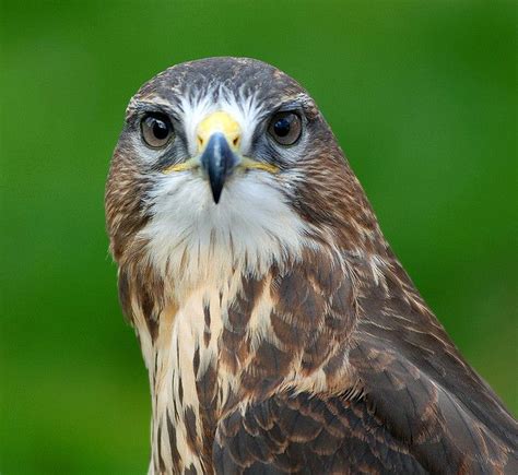 Female Common Buzzard | Common buzzard, Buzzard, Largest bird of prey