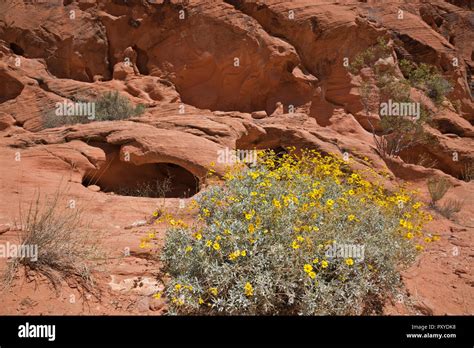 NV00011-00...NEVADA - A flowering creosote bush growing among the Aztec ...