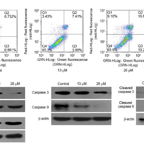 Caspase Dependent Apoptosis Is Induced By Download Scientific Diagram