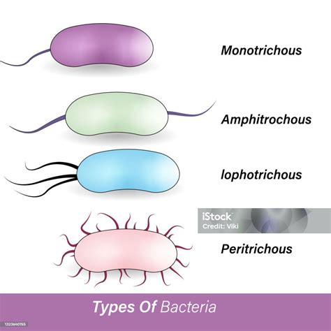 ilustrasi jenis bakteri berdasarkan flagella ilustrasi stok