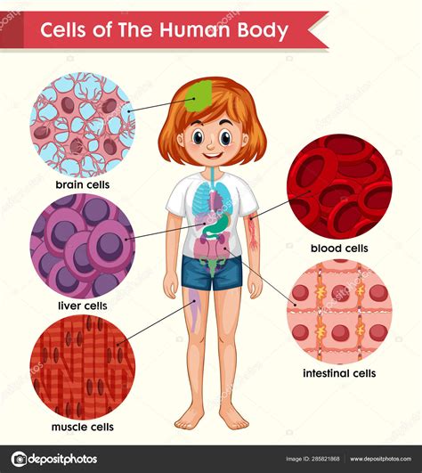 Scientific Medical Illustration Of Cells Of The Human Body Stock Vector