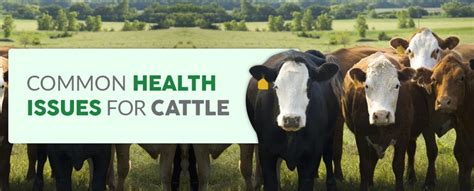 The Most Common Health Issues For Cattle Pro Earth Animal Health