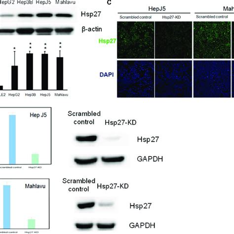 The Expression Level Of Hsp A The Levels Of Hsp In Normal Liver