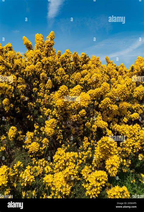 Closeup Of Bright Yellow Common Gorse Ulex Europaeus Blossom In