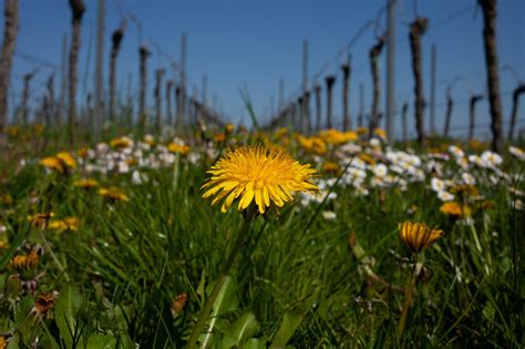 Padang Rumput Kebun Anggur Lanskap Foto Gratis Di Pixabay Pixabay