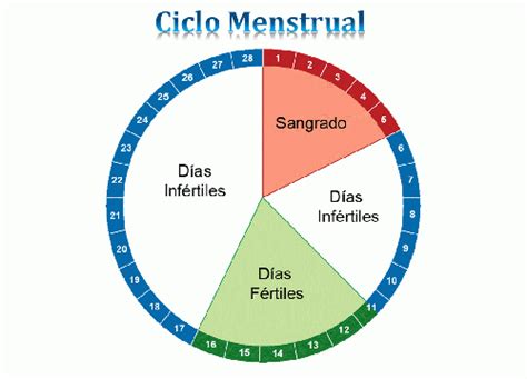 Cuáles Son Los Días Fértiles Para Quedar Embarazada Mejor Con Salud