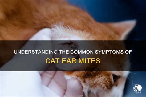 Understanding The Common Symptoms Of Cat Ear Mites | PetShun