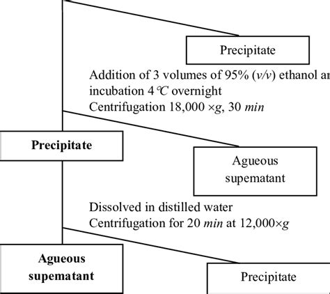 Schematic Depiction Of Polysaccharide Extraction Method From O Erinaceus Download Scientific