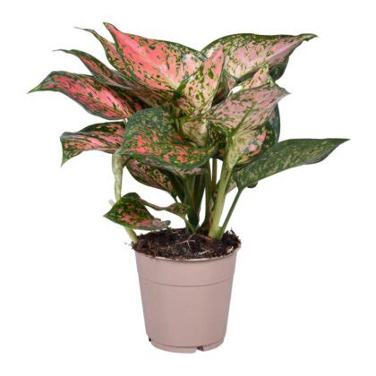 Aglaonema Odmiany Piel Gnacja I Uprawa