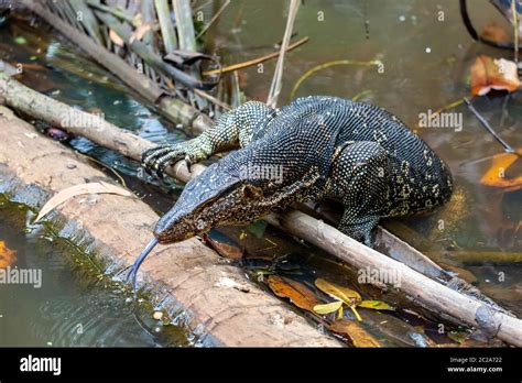 Large Malayan Water Monitor Or Rice Lizard Varanus Salvator Out Of