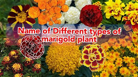 Name Of Different Types Of Marigold Flowers Various Mtypes Of Marigolds To Brighten Up Your