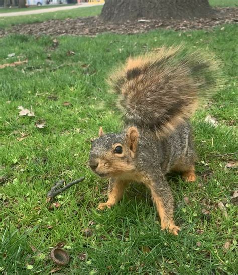 Fox Squirrel From Burns Park Ann Arbor Mi Usa On April At