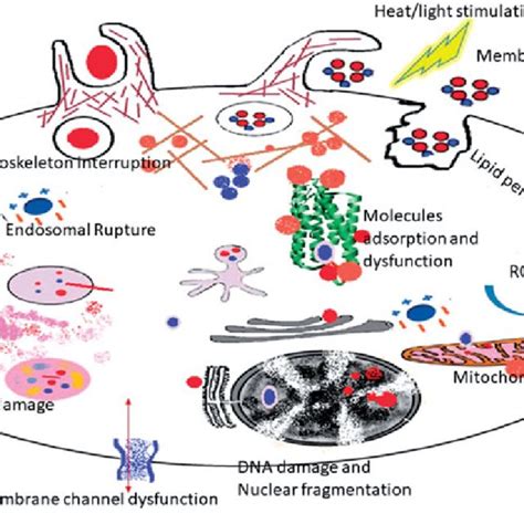 Main Uptake Mechanism Of NPs And The Endocytic Pathways EE Early