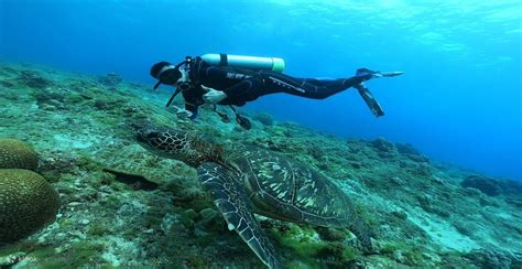 【與海龜共游】小琉球熊潛水 Fun Dive 岸潛旅遊潛水（需潛水執照） Klook香港