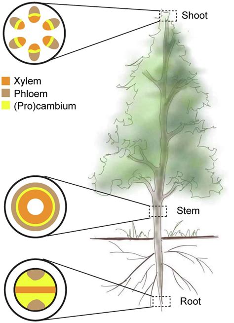 Phloem And Xylem In Plants