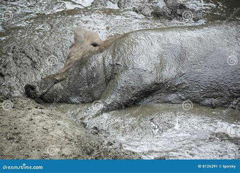 Pig In The Mud Stock Image Image 8126391