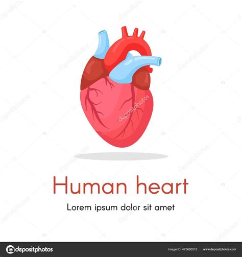 Corazón Humano Aislado Sobre Fondo Blanco Cardiología Concepto Anatomía