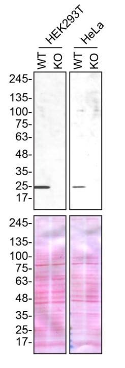 Pre Made Human Sigmar Sigma Receptor Knockout Hek T Cell Lysate