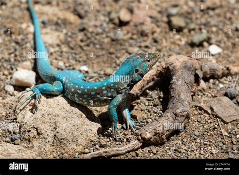 Aruba Whiptail Lizard Cnemidophorus Arubensis Standing On Rocks And