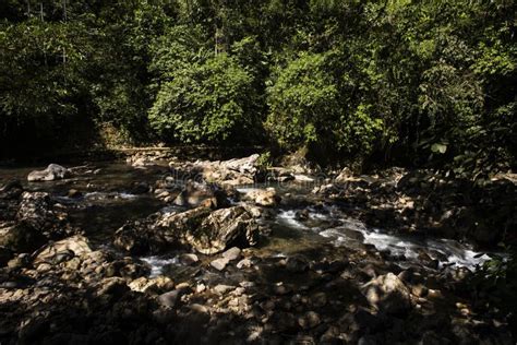 Mountain River In The Forest Amazon Jungle In Natural And Picturesque