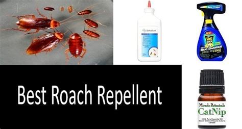 Best Roach Repellents How To Keep Roaches Away 2022 Buyer S Guide