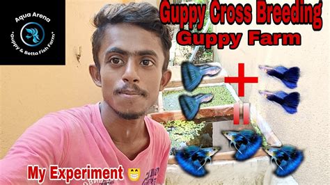 Guppy Cross Breeding Guppy Farm In India Imported Guppy Price