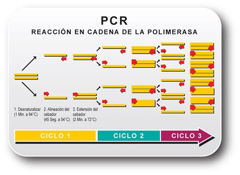 Biologia Molecular Replicacion In Vitro Pcr