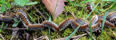 La chenille processionnaire du pin un véritable danger