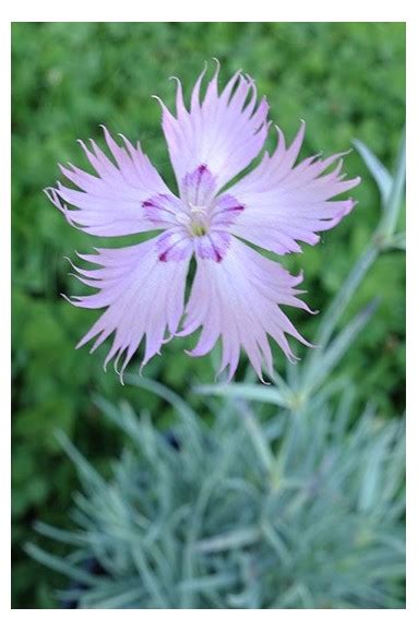 Oeillet Dianthus Gratianopolitanus Rosenfeder