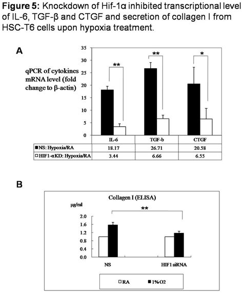 Knockdown of Hif 1α inhibited transcriptional level of IL 6 TGF β and