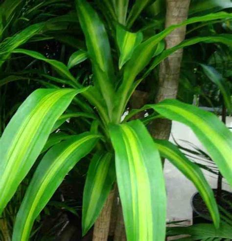 21 Best Large Indoor Plants For Styling Your Home Hort Zone